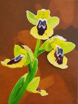 Ophrys Lutea